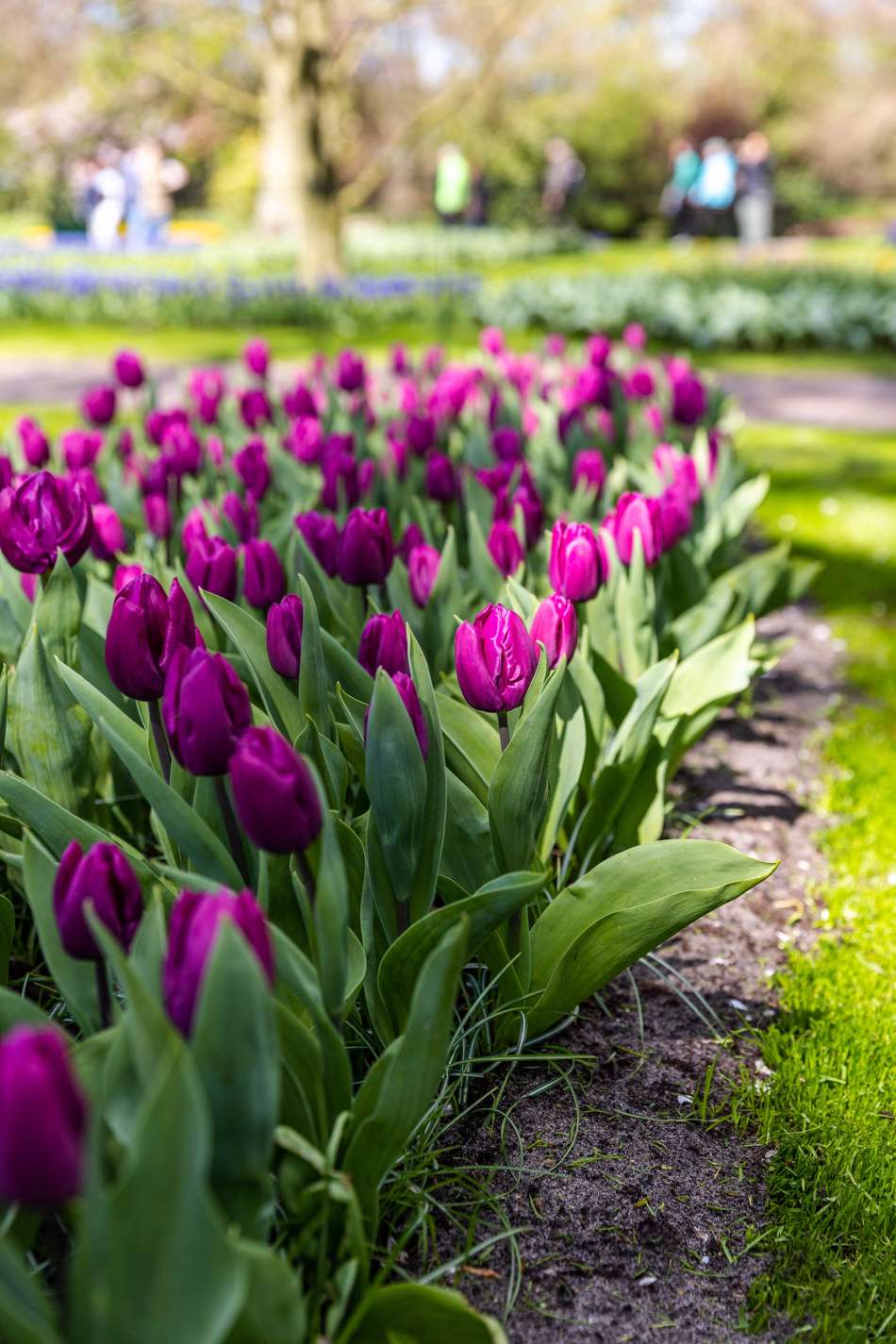 Tulpan 'Purple Prince'